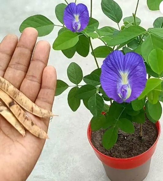 Aparjita Seeds Mixed Hybrid Colors (Pack of 1)